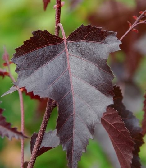 Betula 'Royal Frost'